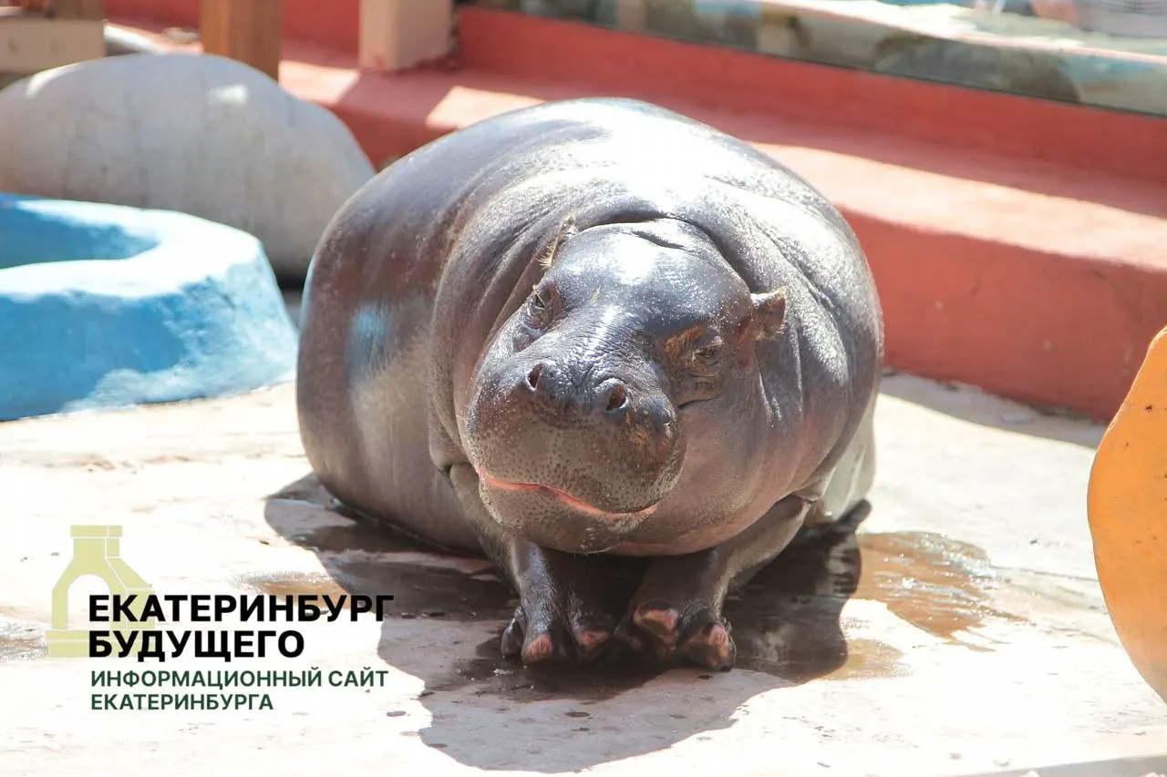 Мэрия пояснила, что при введении мобилизационных мер муниципалитеты должны без торгов и оплаты передавать помещения, находящиеся в ведении департаментов культуры; в перечне оказались Парк Маяковского, Екатеринбургский зоопарк и театр кукол.