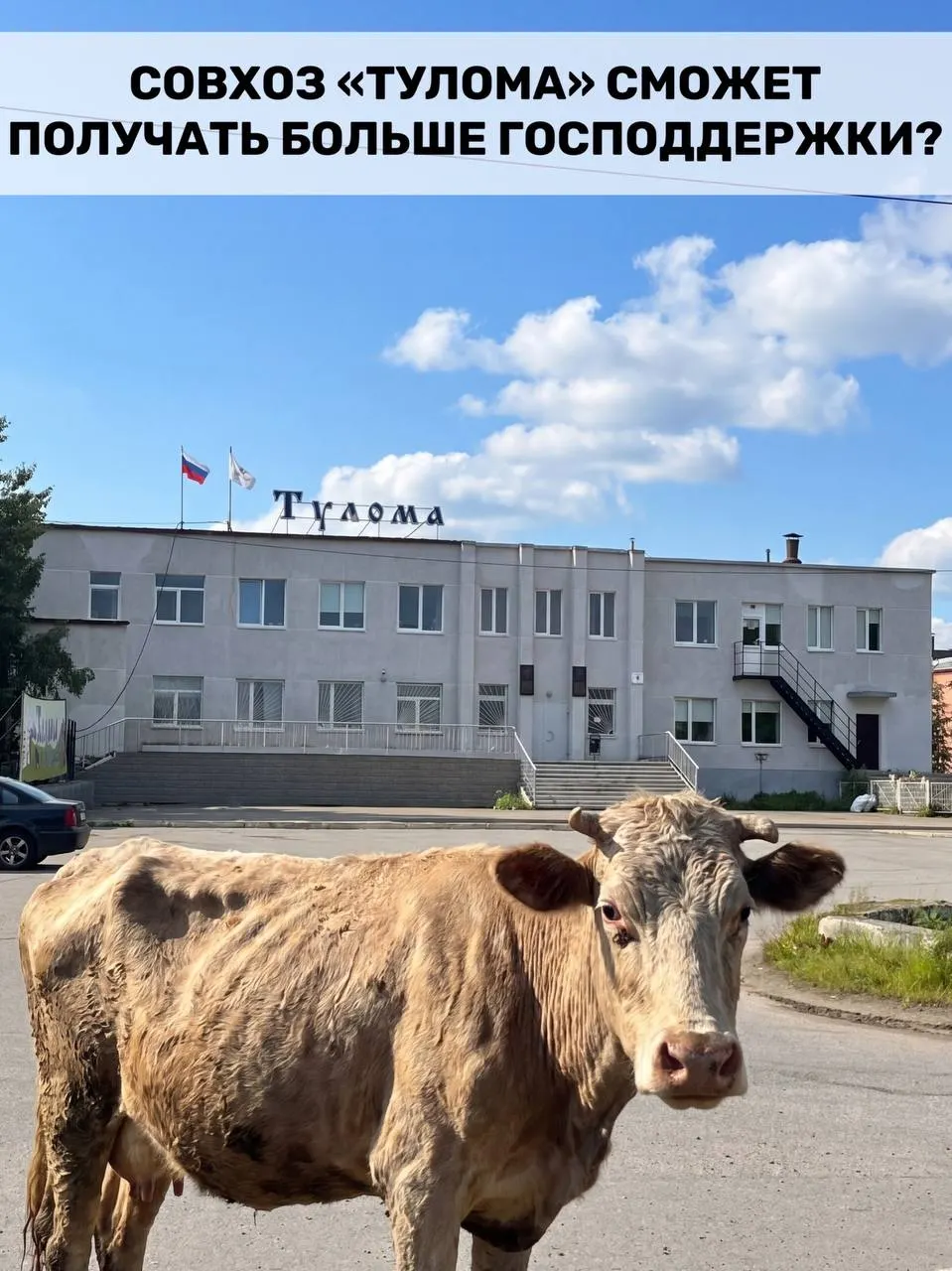 Правила субсидирования молочных хозяйств изменили: поддержку теперь смогут получать предприятия с долей государства или муниципалитета свыше 25%. Для Мурманской области это важно, но в совхозе «Тулома» сотрудники сообщают о критической ситуации — нехватке кормов, долгах, невыплатах зарплат и риске потерь поголовья.