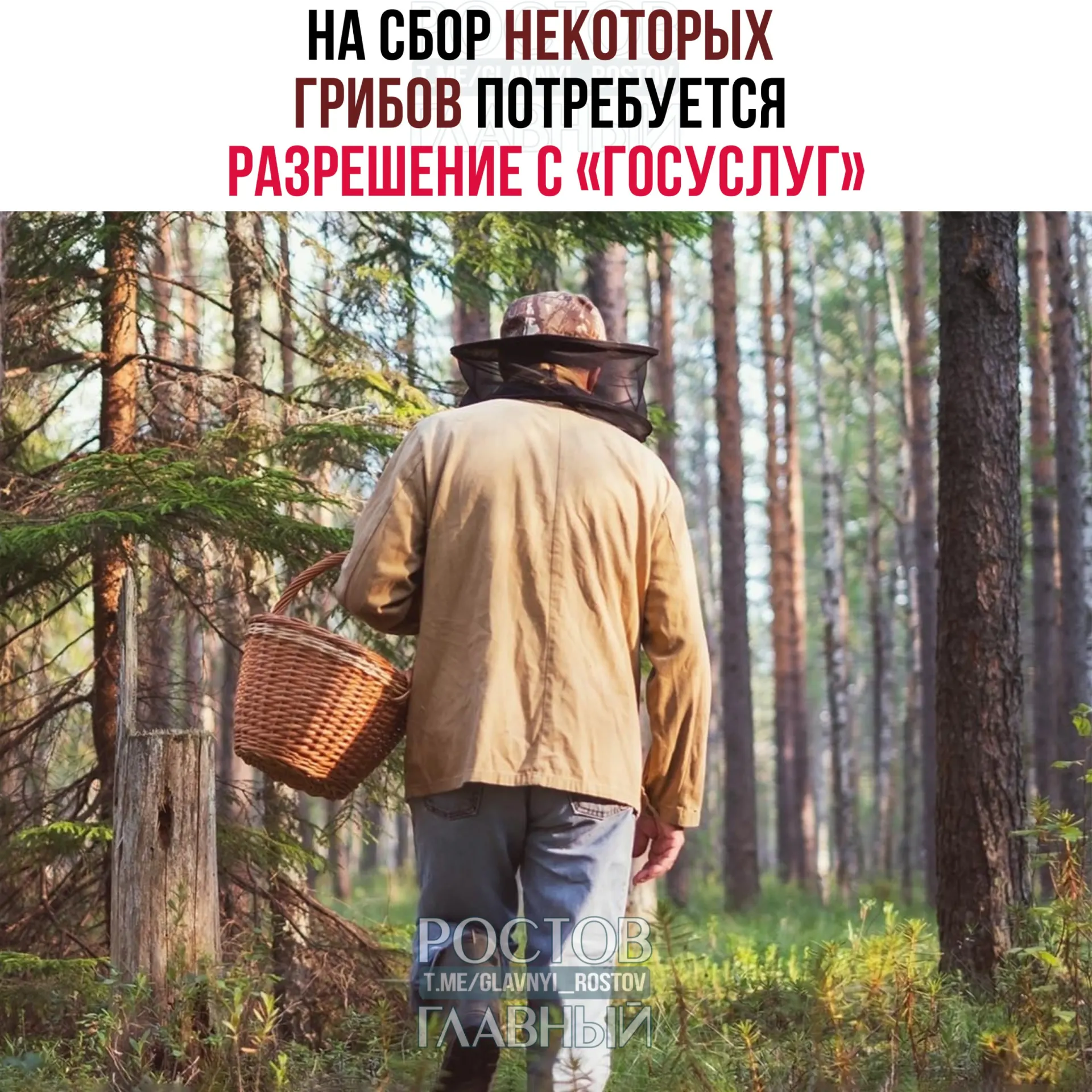 С 1 сентября 2027 года для сбора ряда редких видов грибов нужно оформлять пропуск через «Госуслуги»: заявление будут рассматривать до 15 дней, сбор охраняемых видов без разрешения грозит уголовной ответственностью.